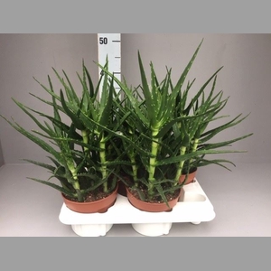Aloe   ...
