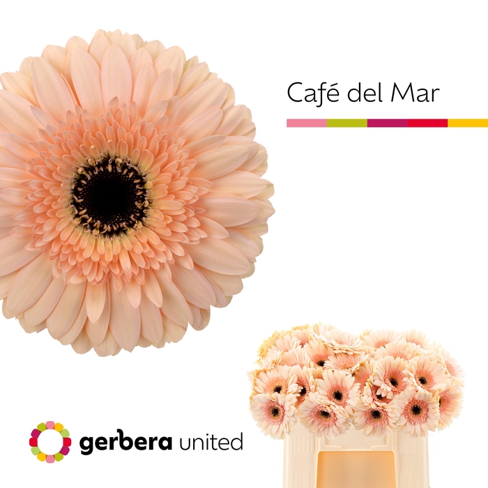 <h4>Gerbera cafe del mar</h4>