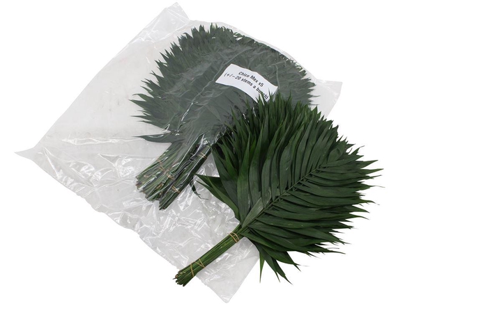 <h4>Chico Doro V P X5</h4>