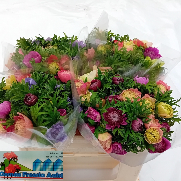 <h4>ANEM CO LEVAN BLU</h4>