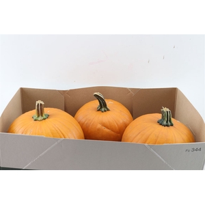 Sier Cuc P Maxima Halloween X3