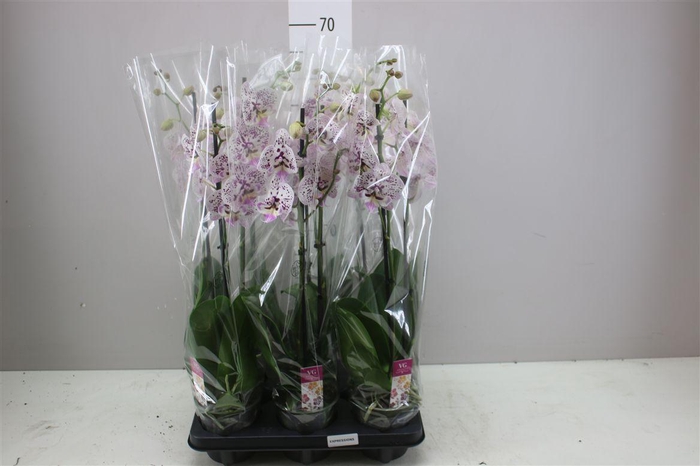 <h4>Phal Expression 2 Tak</h4>