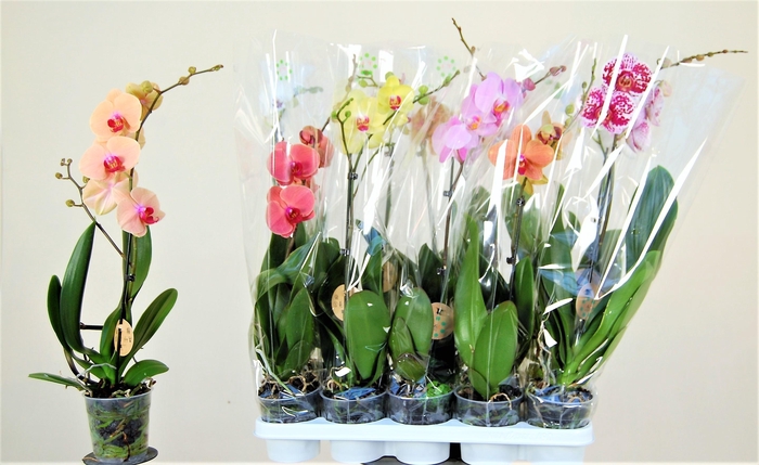 <h4>PHAL GEM 8 KL</h4>