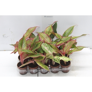 AGLAONEMA VARIADA P06