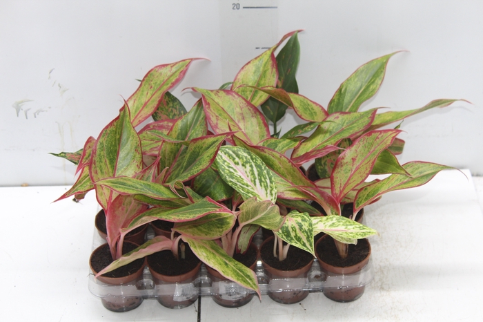 <h4>AGLAONEMA VARIADA P06</h4>
