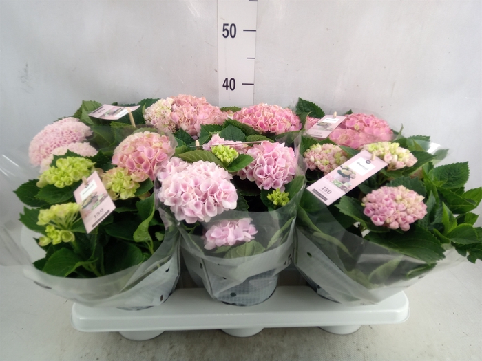 <h4>Hydrangea mac. 'Magical Revolution'</h4>