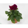 DAHLIA DAHL PATTY