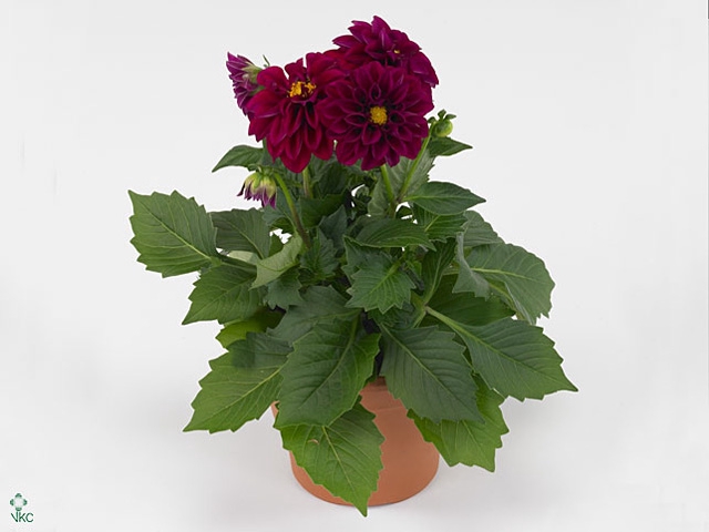 DAHLIA DAHL PATTY