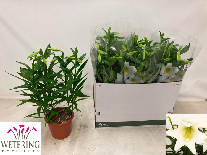 <h4>LIL LO MIRACLE</h4>