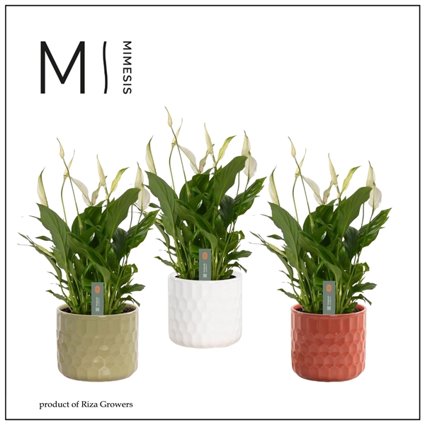 <h4>Mimesis Spathiphyllum Bellini -13 cm in Katie - Nature Love</h4>