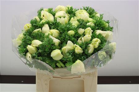 <h4>Anem Z Mistral Pure White</h4>