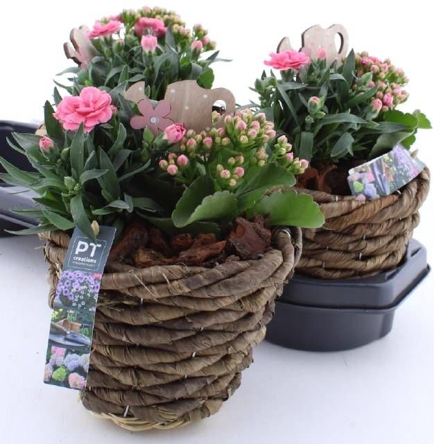 <h4>ARR TUINPLANTEN</h4>