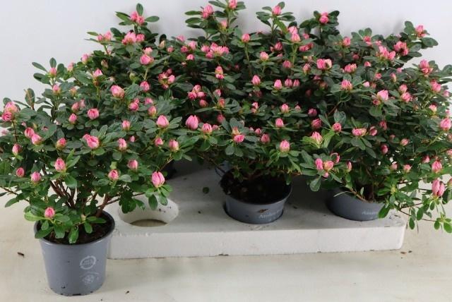 <h4>RHODO SI FR SCHERRE</h4>