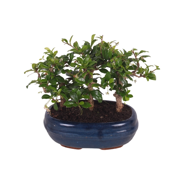 <h4>Bonsai Mix Forest in ø21cm Ceramic</h4>