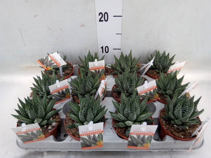 <h4>Haworthia   ...</h4>