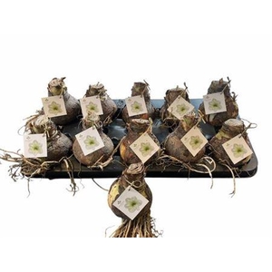 Bloembol Hippeastrum