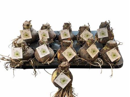 <h4>Bloembol Hippeastrum</h4>