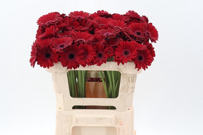 <h4>Ge Mi Black Tie</h4>