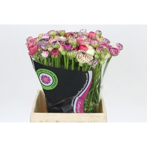 Ranunculus Elegance Cappucino Mix