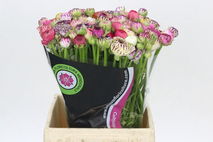 <h4>Ranunculus Elegance Cappucino Mix</h4>