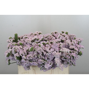 Limonium sinuatum Donau Birds