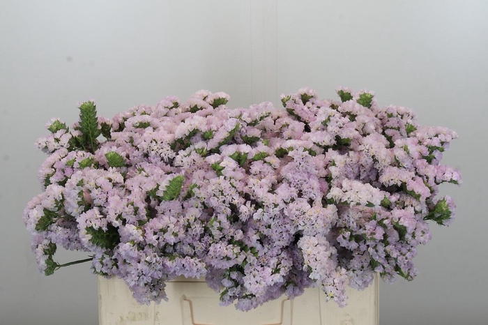<h4>Limonium sinuatum Donau Birds</h4>