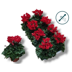 Cyclaam-ROOD