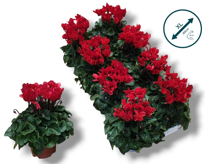 <h4>Cyclaam-ROOD</h4>