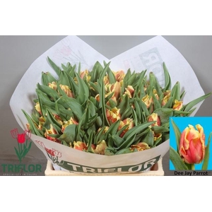 TU PA DEE JAY PARROT