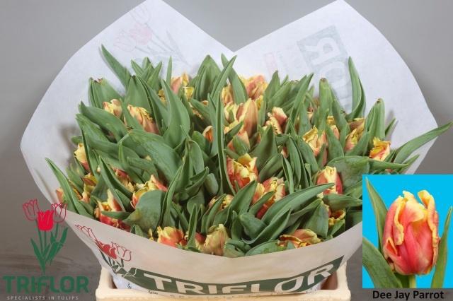 <h4>TU PA DEE JAY PARROT</h4>