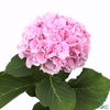 Hydrangea verena