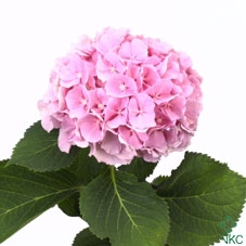 Hydrangea verena