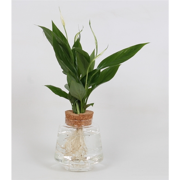 <h4>Spathiphyllum in Bolglas + klikkurk - levertijd 24 uur</h4>