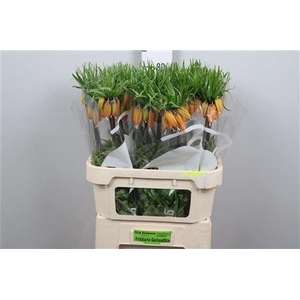 Fritillaria Garlant Star