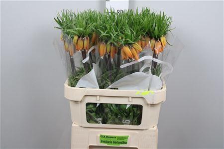 <h4>Fritillaria Garlant Star</h4>