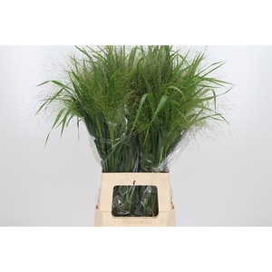 Panicum Fountain