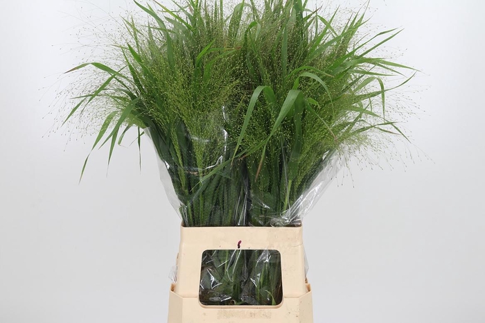 <h4>Panicum Fountain</h4>