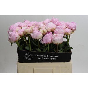 Paeonia Pillow Talk