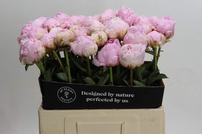 <h4>Paeonia Pillow Talk</h4>