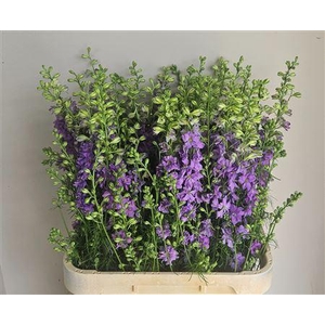 Consolida Q Violet Lilac