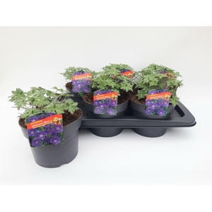 Geranium  'Johnson Blue'