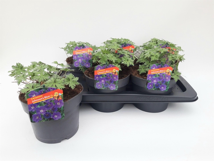 <h4>Geranium  'Johnson Blue'</h4>
