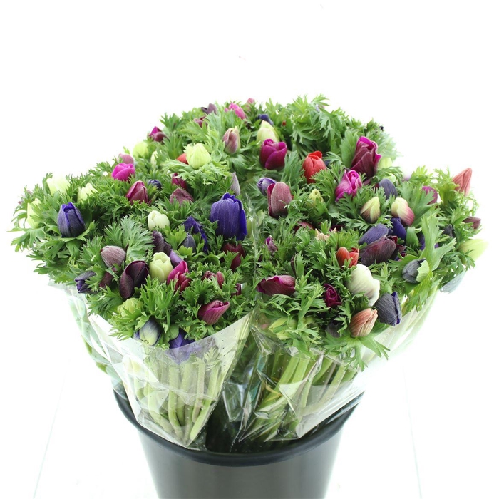 <h4>Anem Mistral Mix</h4>