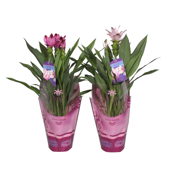 <h4>Curcuma gemengd 15cm in potcover</h4>