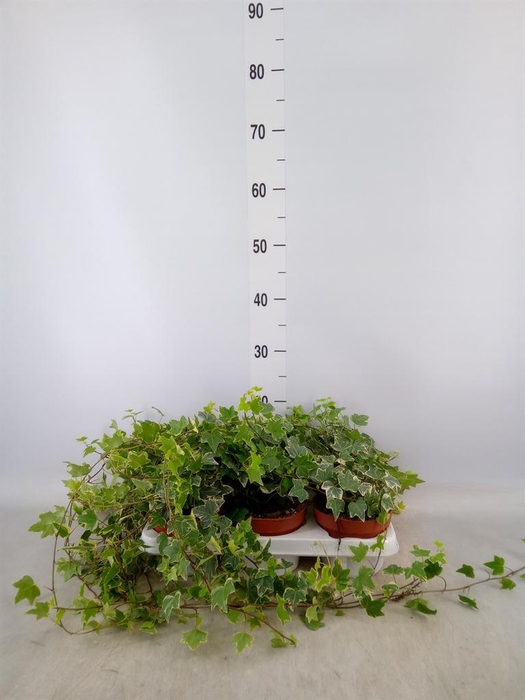 <h4>Hedera helix 'Eva'</h4>