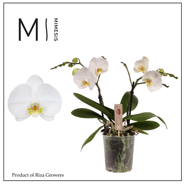 <h4>Mimesis Phal. Spirit White - 2 spike 12cm</h4>