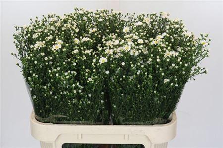 <h4>Aster Paquita</h4>