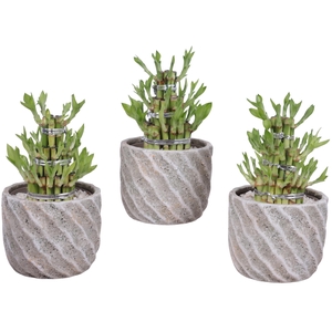 Lucky Bamboo Shape Round 3S Ø15cm Ceramic NT668