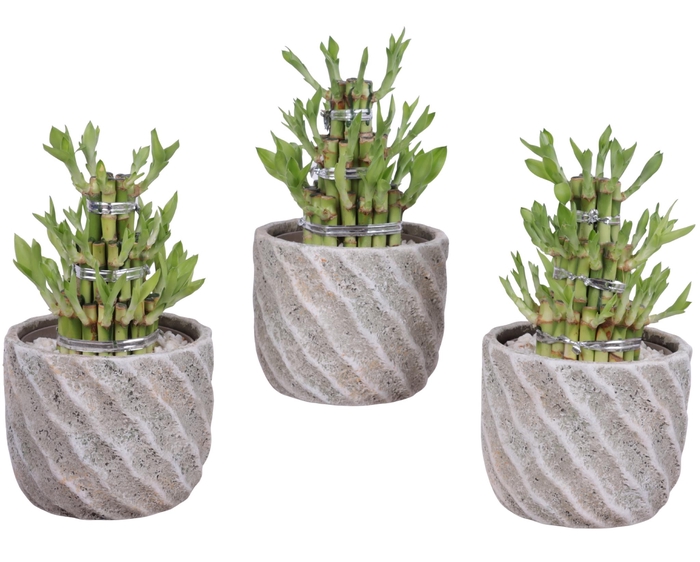 <h4>Lucky Bamboo Shape Round 3S Ø15cm Ceramic NT668</h4>