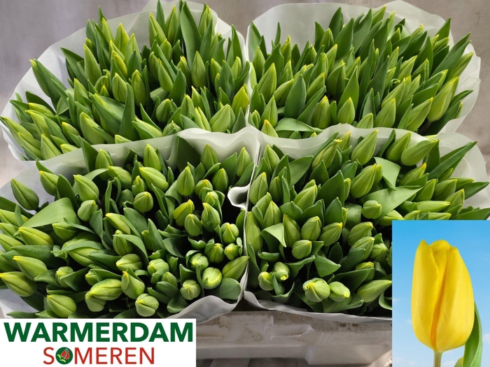 <h4>TU EN STRONG GOLD</h4>